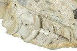 Ordovician Cephalopod Fossil - Ohio #270113-1